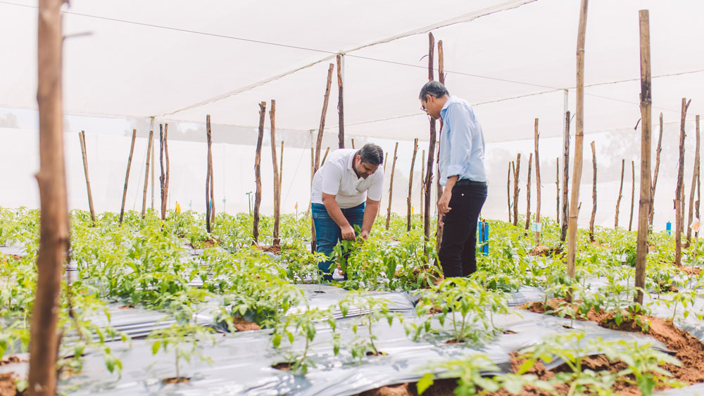 2022 Winner Kheyti's crops inside their greenhouse-in-a-box
